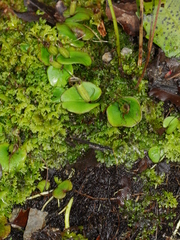 Corybas dienemus