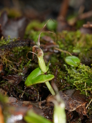 Corybas dienemus