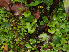 Corybas dienemus