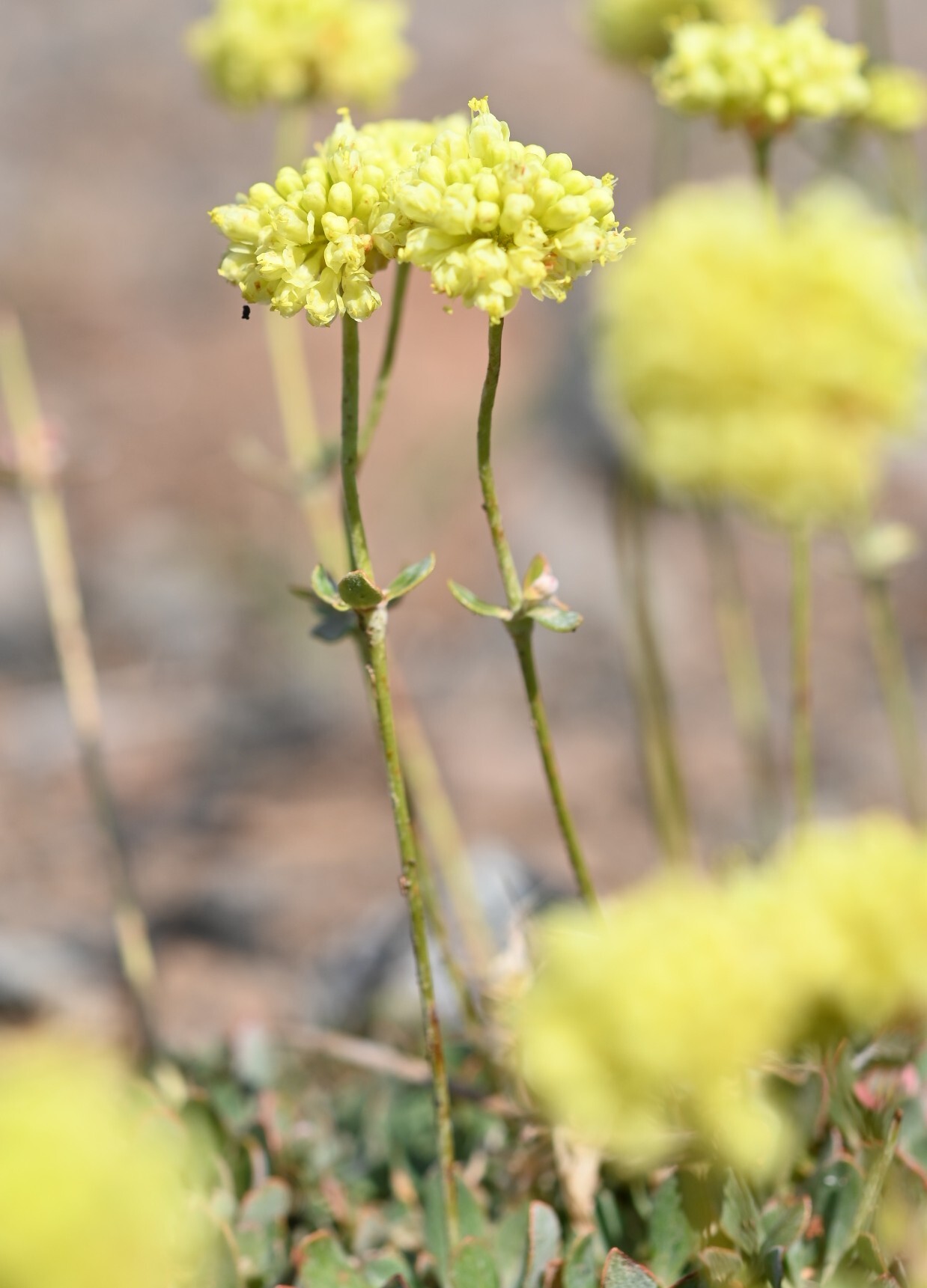 Eriogonum siskiyouense