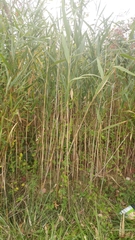 Phragmites australis
