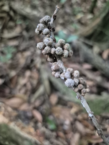 Lithocarpus elegans observed 2025-07-19