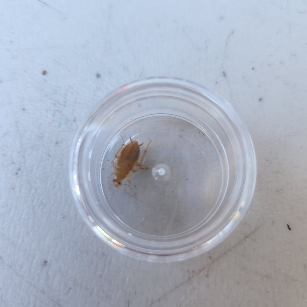 Tawny Cockroach from Newburyport, MA, USA on July 19, 2025 at 10:42 AM ...