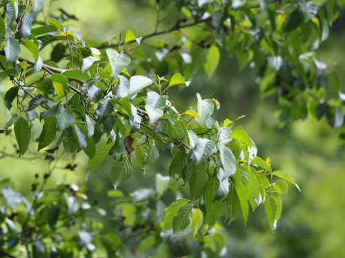 Alnus formosana, photograph 6