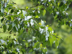 Alnus formosana, photograph author not stated, no rights reserved