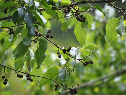 Alnus formosana, photograph 5