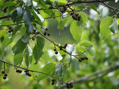 author not stated, no rights reserved Alnus formosana, photograph author not stated, no rights reserved