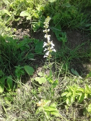 Stachys natalensis