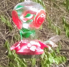 Amazilia yucatanensis