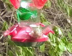 Amazilia yucatanensis