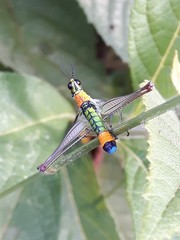 Paramastax rosenbergi