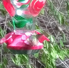 Amazilia yucatanensis