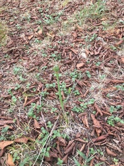 Zephyranthes drummondii