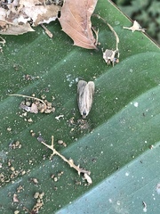 Phryganidia californica