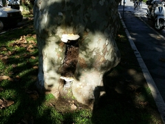 Fomes fomentarius