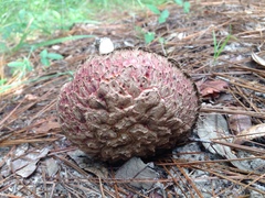 Boletellus ananas image