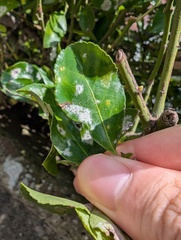 Erysiphe euonymicola