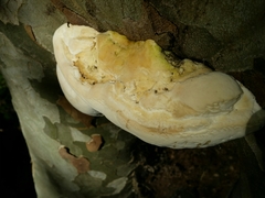 Fomes fomentarius