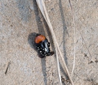 Homothyrea thoracica