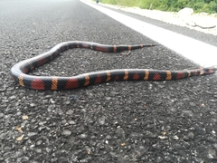 Lampropeltis abnorma