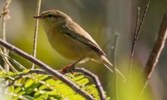 Phylloscopus subaffinis