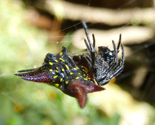 Common Kitespider
