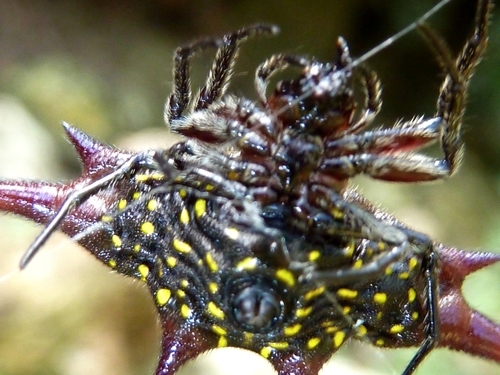 Common Kitespider