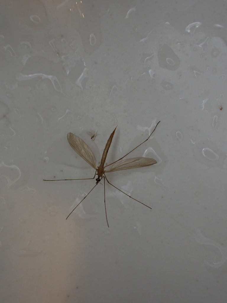 Dicranophragma occidens