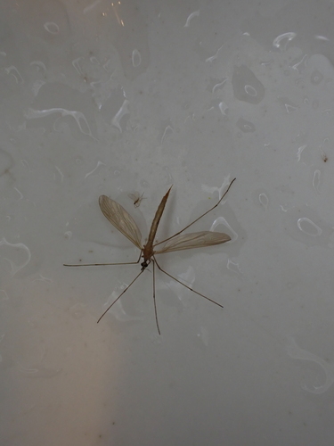 iNaturalist observation photo of Dicranophragma occidens