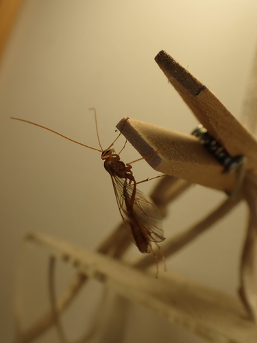 iNaturalist observation photo of Short-tailed Ichneumonid Wasps