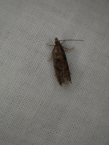 iNaturalist observation photo of Eucosmini