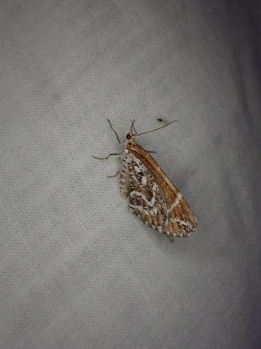 iNaturalist observation photo of Stamnodes marmorata