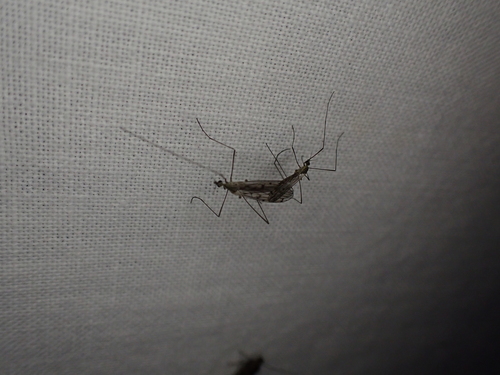 iNaturalist observation photo of Symplecta cana