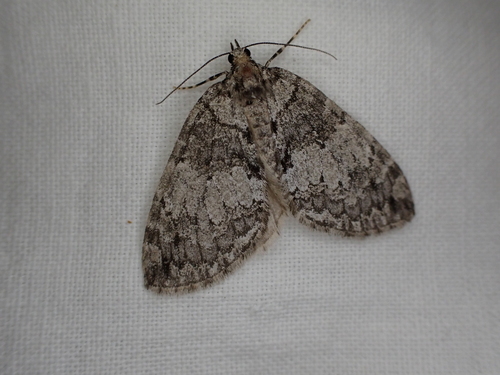 iNaturalist observation photo of Hydriomena