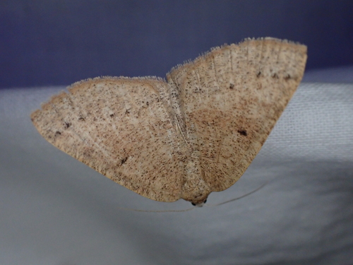 iNaturalist observation photo of Drepanulatrix