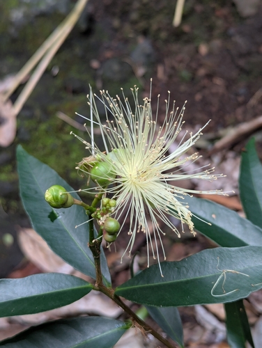 Syzygium jambos