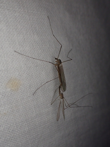 iNaturalist observation photo of Typical Crane Flies