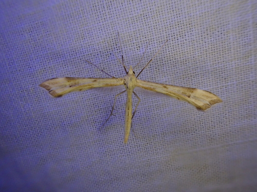 iNaturalist observation photo of Gillmeria