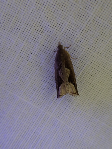 iNaturalist observation photo of Olethreutine Leafroller Moths