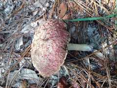Boletellus ananas image