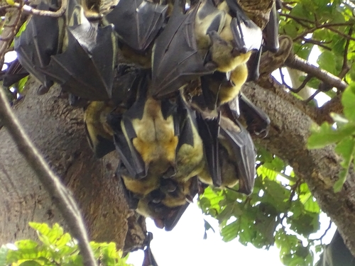 Straw-coloured Fruit Bat