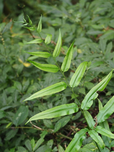 Intermediate bamboo fern (Coniogramme intermedia)