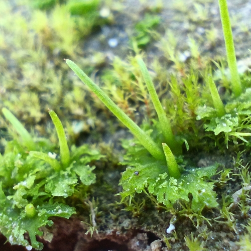 Anthocerotidae