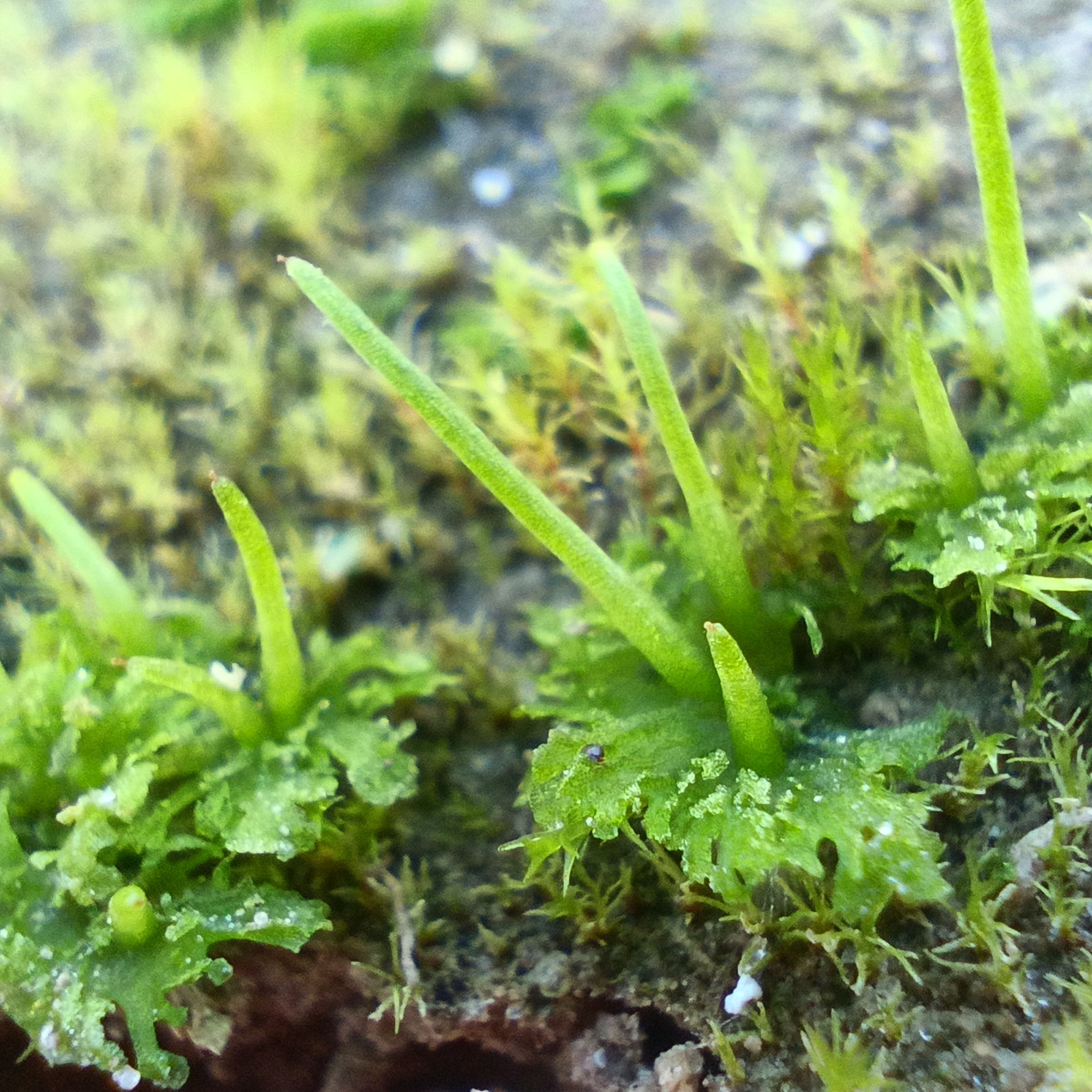 Anthocerotidae