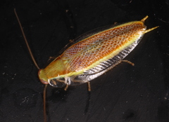 Mediastinia