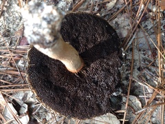 Boletellus ananas image