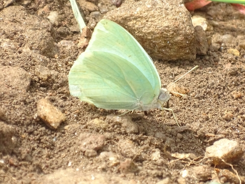 African Migrant