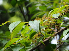 Perrottetia arisanensis, photograph author not stated, no rights reserved