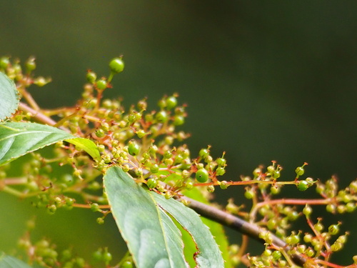 Perrottetia arisanensis, photograph 4