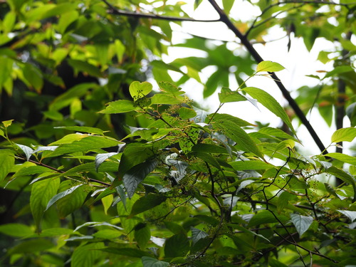 Perrottetia arisanensis, photograph 6